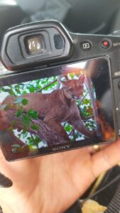 Onça-Parda é resgatada em área residencial de Chaveslândia