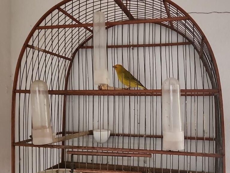 Operação na zona rural de Patos de Minas resulta em apreensão de arma, munições e ave silvestre